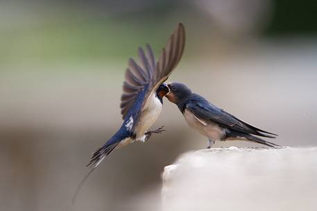 Barn swallow