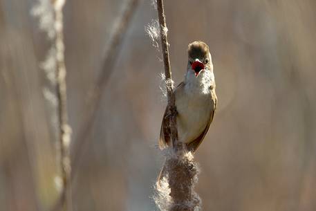 Great reed warbler