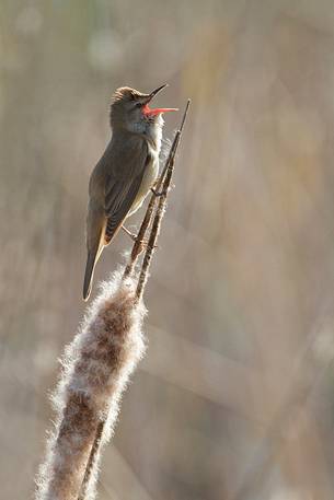 Great reed warbler