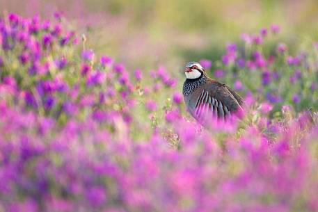 Red-legged partridge