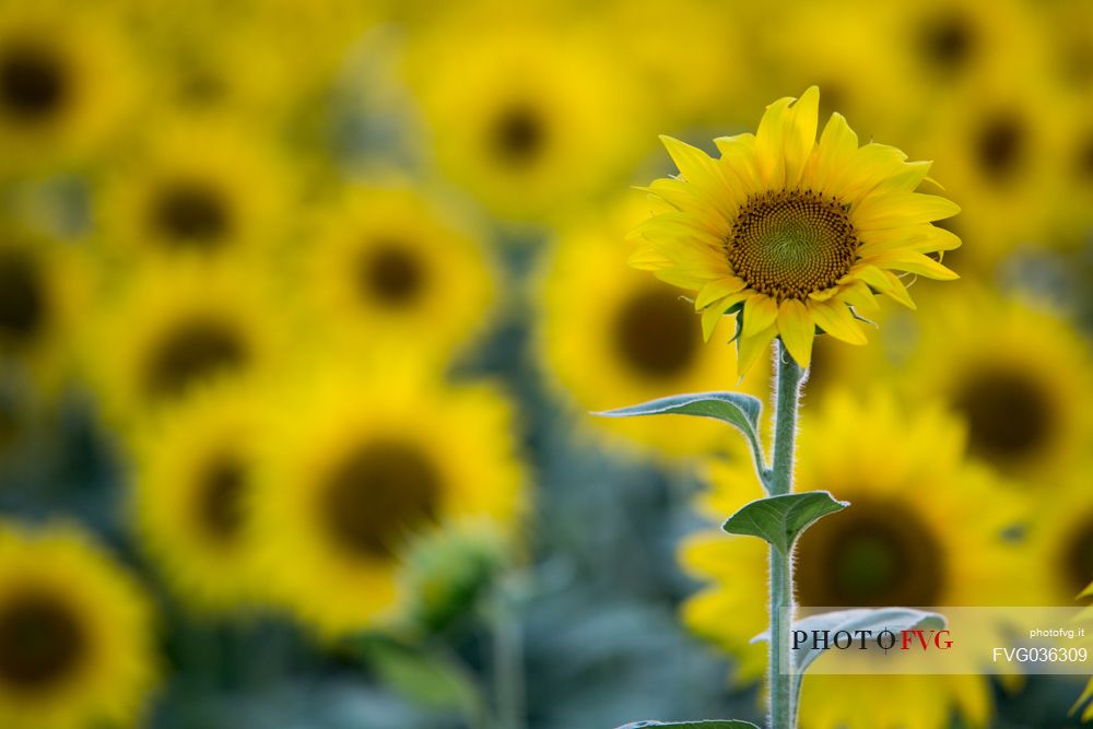 Sunflower field, very typical colture in Monferrato, Piedmont, Italy, Europe