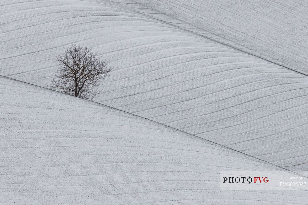 The lonely tree after a snowfall. Geometric field in Monferrato, near Sala Monferrato, Piedmont, Italy, Europe