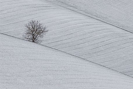 The lonely tree after a snowfall. Geometric field in Monferrato, near Sala Monferrato, Piedmont, Italy, Europe The lonely tree after a snowfall. Geometric field in Monferrato, near Sala Monferrato, Piedmont, Italy, Europe