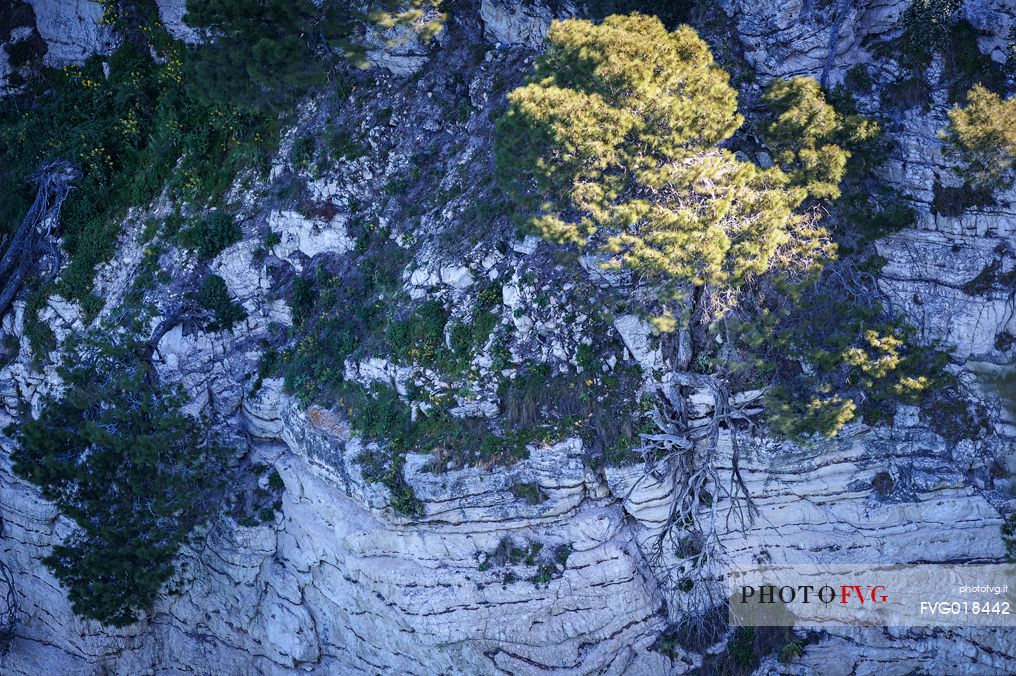 on the cliffs overlooking the sea typical of the Gargano coast in Puglia , many pines live on vertical walls