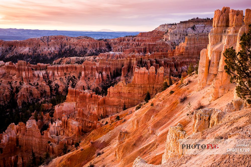 Sunrise at Bryce canyon. The characteristic hoodoos are illuminated by the first light and take on a deep reddish color.