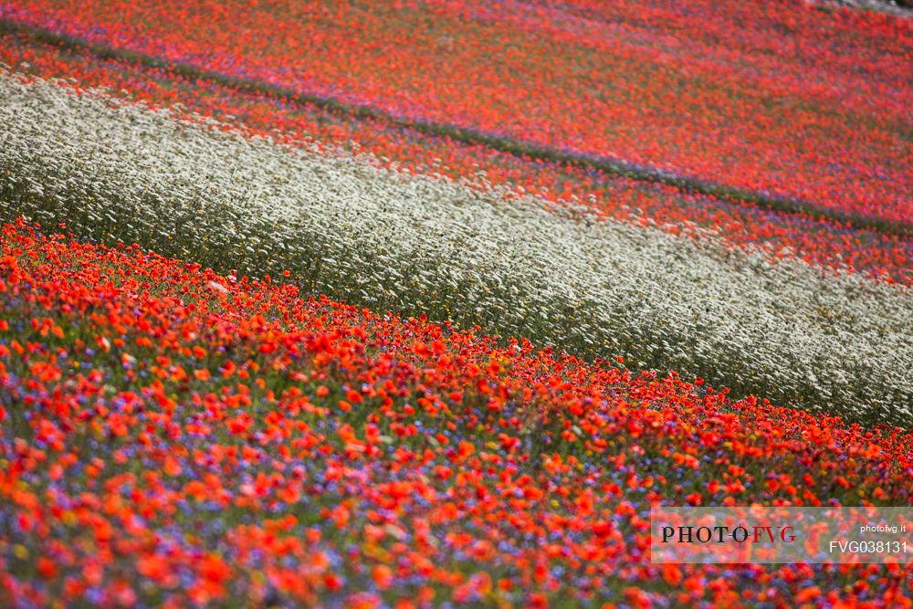 Flowering of in Pian Grande of Castelluccio di Norcia, Sibillini National park, Umbria, Italy, Europe