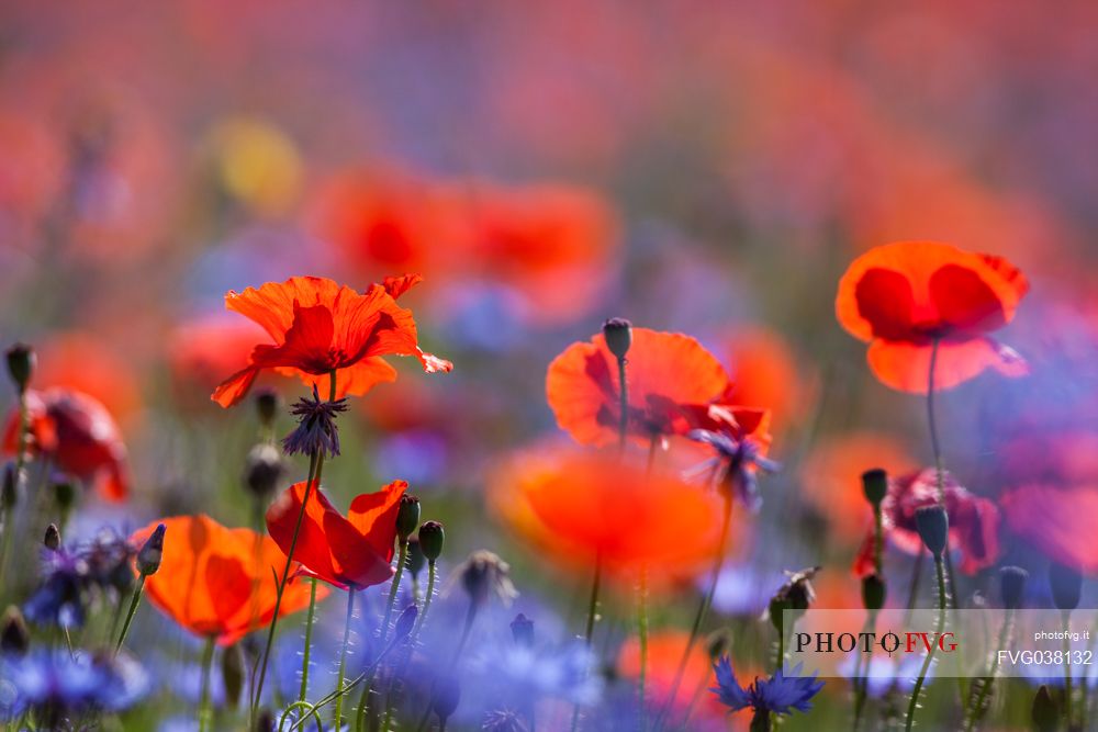 Flowering of in Pian Grande of Castelluccio di Norcia, Sibillini National park, Umbria, Italy, Europe