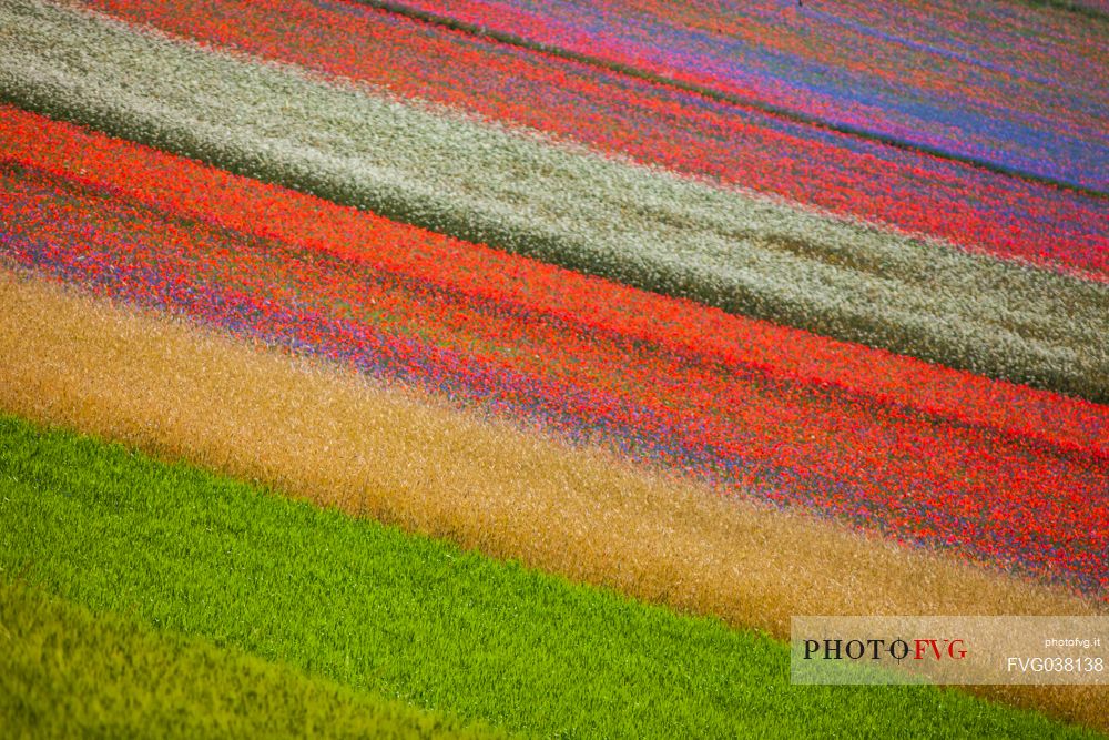 Flowering of in Pian Grande of Castelluccio di Norcia, Sibillini National park, Umbria, Italy, Europe