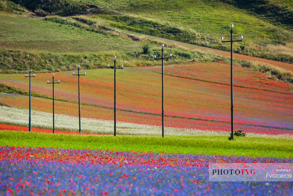 Flowering of in Pian Grande of Castelluccio di Norcia, Sibillini National park, Umbria, Italy, Europe