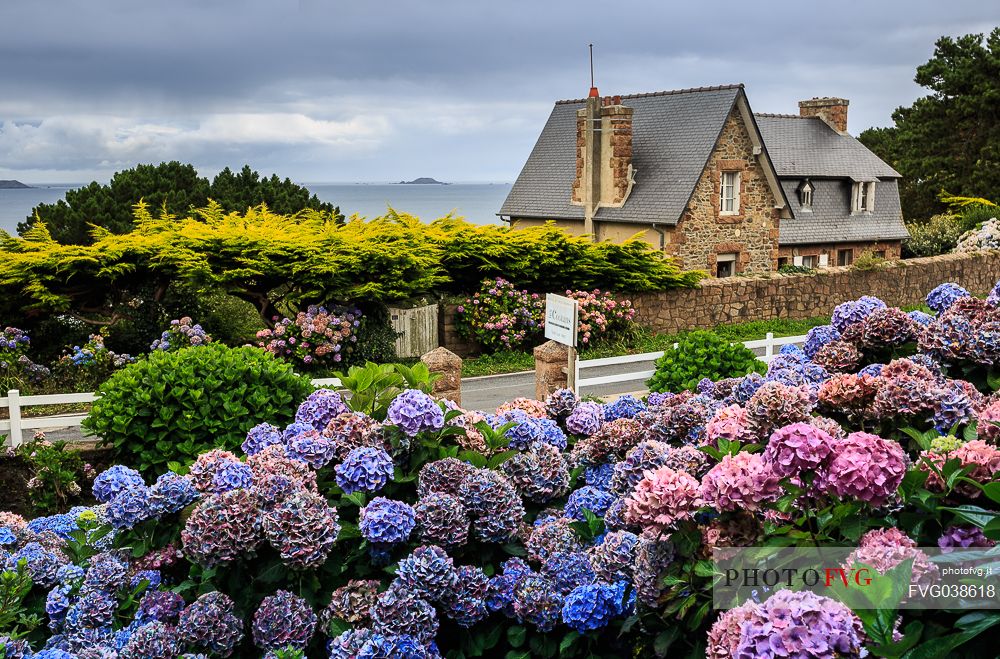 Flowering of hydrangeas in a garden of Perros-Guirec, Ctes-d'Armor province, Brittany, France, Europe