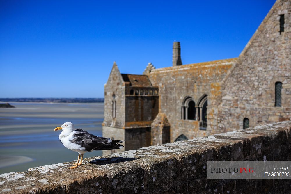 Seagull standing on a stone wall, low tide near ancient Mont Saint-Michel abbey, Normandy, France. Europe