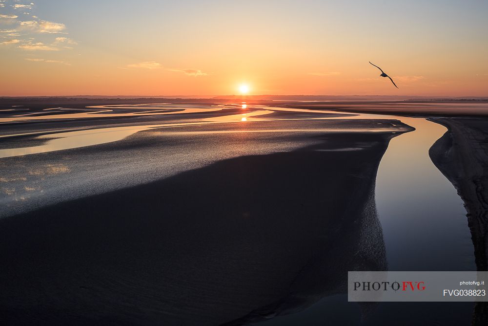 Seagull flying over the sea of Mont Saint Michel at dawn, Normandy, France, Europe