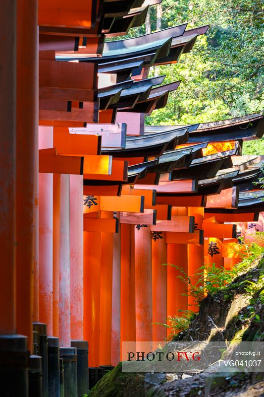 Detail of the arches (torii) of the Fushimi Inari Taisha Shrine temple in Kyoto, famous for its avenues covered by thousands of red painted arches, Kyoto, Japan