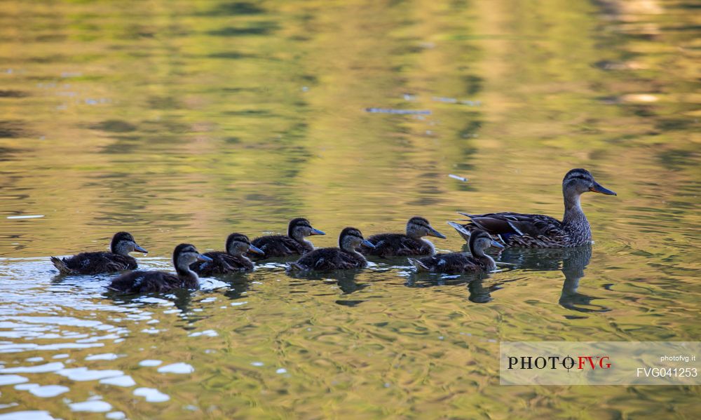 Mother duck and her ducklings lined up on the waters of lake Piediluco reflecting the golden light of the evening, Umbria, Italy, Europe