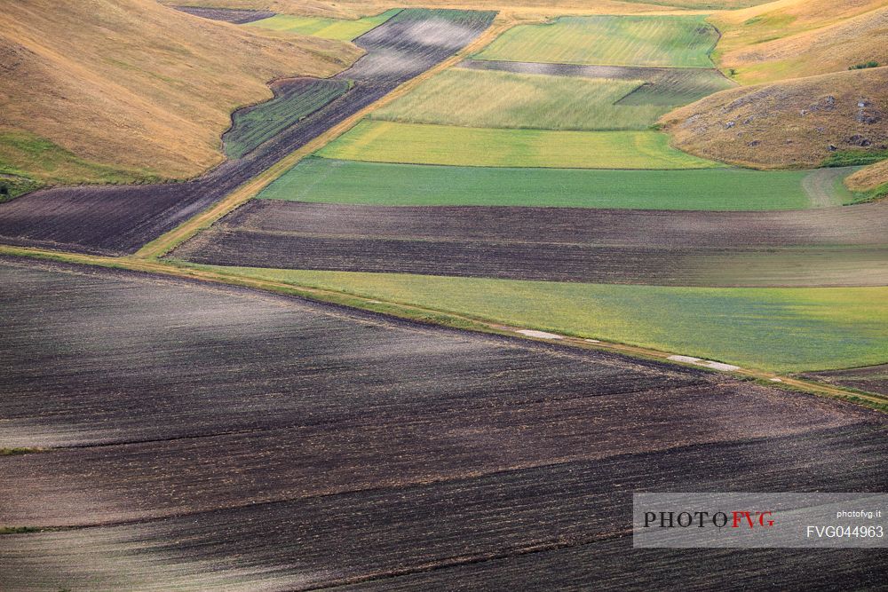 Detail of lentil fields in Castelluccio di Norcia in summer, Umbria, Italy, Europe