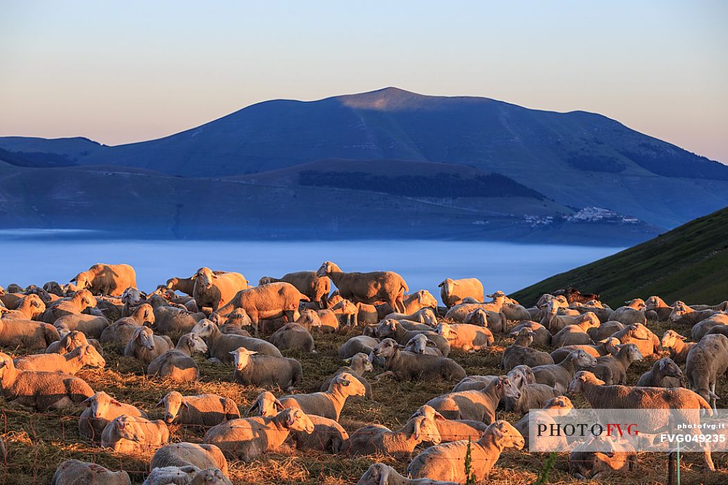 First light of dawn on a flock of sheep in Forca di Presta (Sibillini mountains), in the background Castelluccio di Norcia and the fog of the Piano Grande