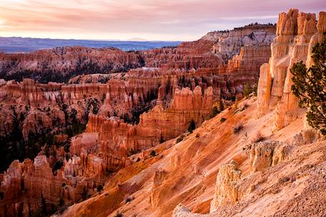 Sunrise at Bryce canyon. The characteristic hoodoos are illuminated by the first light and take on a deep reddish color.