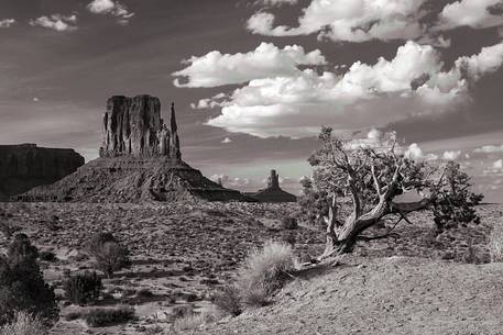 A twisted trunk tat Monument Valley