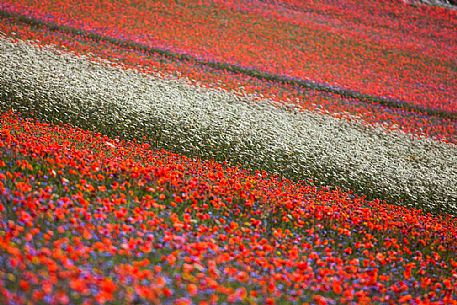 Flowering of in Pian Grande of Castelluccio di Norcia, Sibillini National park, Umbria, Italy, Europe Flowering of in Pian Grande of Castelluccio di Norcia, Sibillini National park, Umbria, Italy, Europe