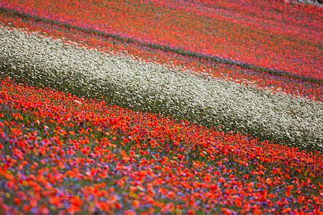 Flowering of in Pian Grande of Castelluccio di Norcia, Sibillini National park, Umbria, Italy, Europe