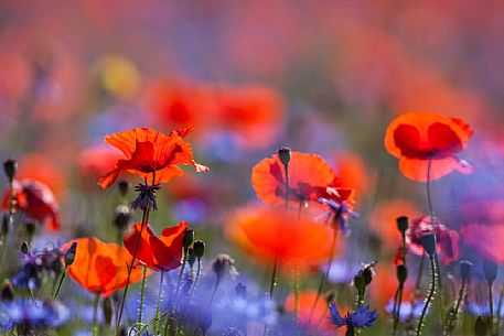 Flowering of in Pian Grande of Castelluccio di Norcia, Sibillini National park, Umbria, Italy, Europe Flowering of in Pian Grande of Castelluccio di Norcia, Sibillini National park, Umbria, Italy, Europe