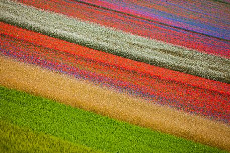 Flowering of in Pian Grande of Castelluccio di Norcia, Sibillini National park, Umbria, Italy, Europe Flowering of in Pian Grande of Castelluccio di Norcia, Sibillini National park, Umbria, Italy, Europe