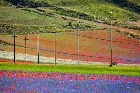 Flowering of in Pian Grande of Castelluccio di Norcia, Sibillini National park, Umbria, Italy, Europe Flowering of in Pian Grande of Castelluccio di Norcia, Sibillini National park, Umbria, Italy, Europe