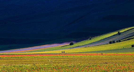 Hikers in the flowering meadows of Pian Grande of Castelluccio di Norcia, Sibillini National park, Umbria, Italy, Europe Hikers in the flowering meadows of Pian Grande of Castelluccio di Norcia, Sibillini National park, Umbria, Italy, Europe