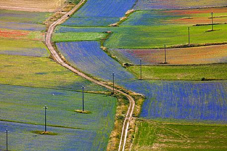 Aerial viewo of flowering in Pian Grande of Castelluccio di Norcia, Sibillini National park, Umbria, Italy, Europe