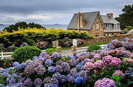 Flowering of hydrangeas in a garden of Perros-Guirec, Côtes-d'Armor province, Brittany, France, Europe Flowering of hydrangeas in a garden of Perros-Guirec, Côtes-d'Armor province, Brittany, France, Europe