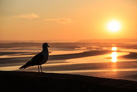 Seagull in the wall of Mont Saint Michel at dawn, Normandy, France, Europe