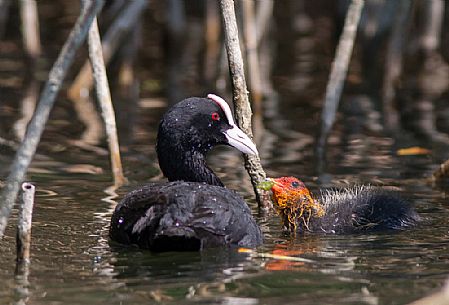 A coot feeds its chick al in the reeds along the shores of lake Piediluco, Umbria, Italy, Europe