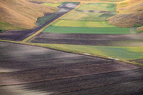 Detail of lentil fields in Castelluccio di Norcia in summer, Umbria, Italy, Europe