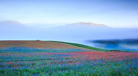 Magical atmosphere between fog and colors of the flowers in Castelluccio di Norcia, Umbria, Italy