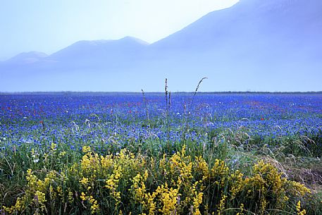 Magical atmosphere between fog and colors of the flowers in Castelluccio di Norcia, with Mount Vettore in the background. Umbria, Italy