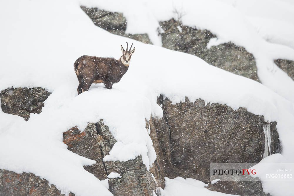 rupicapra rupicapra
Alpine Chamois under the snow