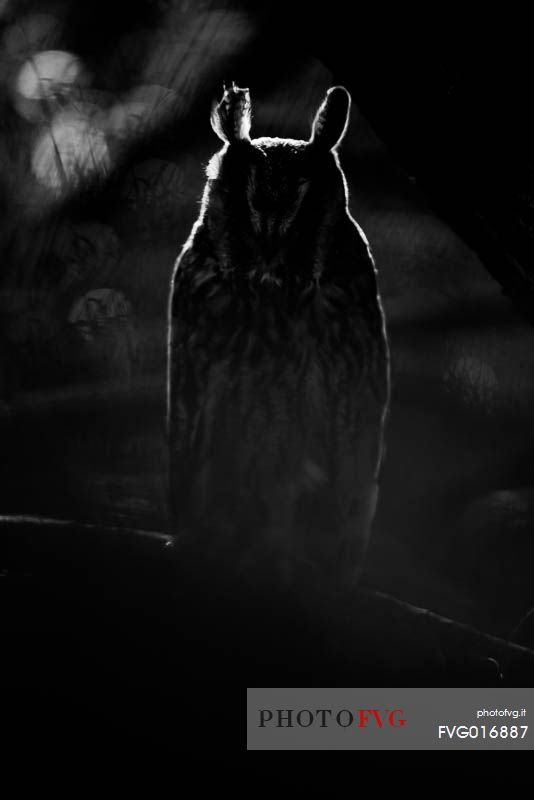asio otus - the backlit shape of a common owl