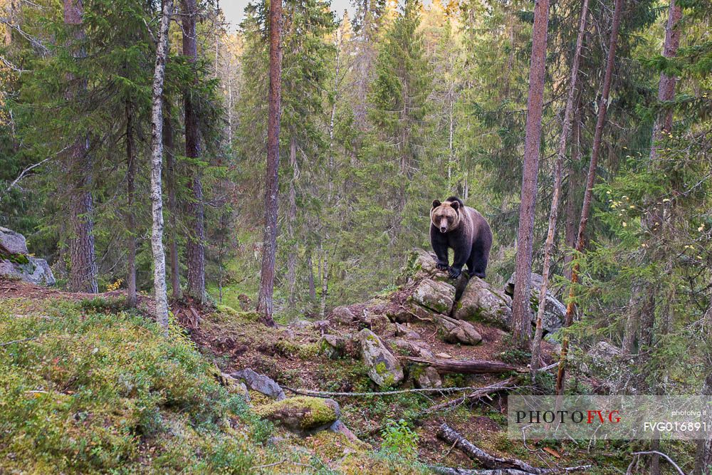 Ursus arctos - a wild brown bear in the boreal forest