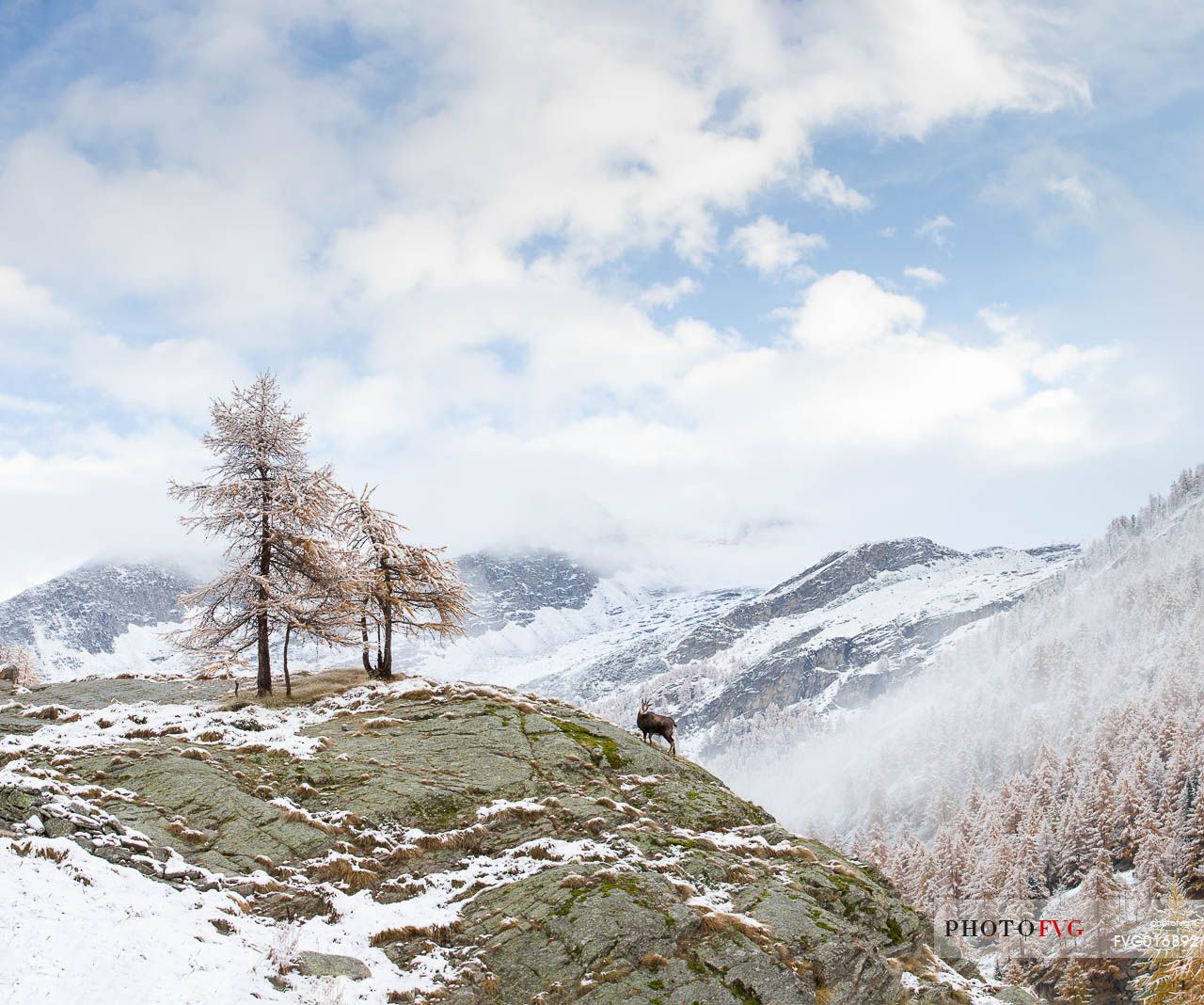 Rupicapra rupicapra - Alpine chamois and the beautiful panorama of gran paradiso national park as background