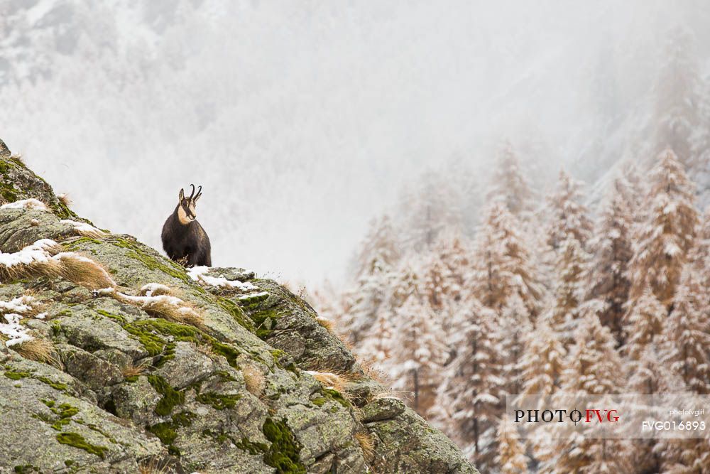 rupicapra rupicapra -alpine chamois in the autumn panorama of valsavarenche, gran paradiso national park