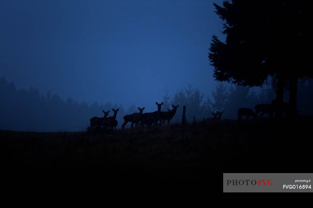 Cervus elaphus - a group of female deer at blue hour in the cansiglio forest