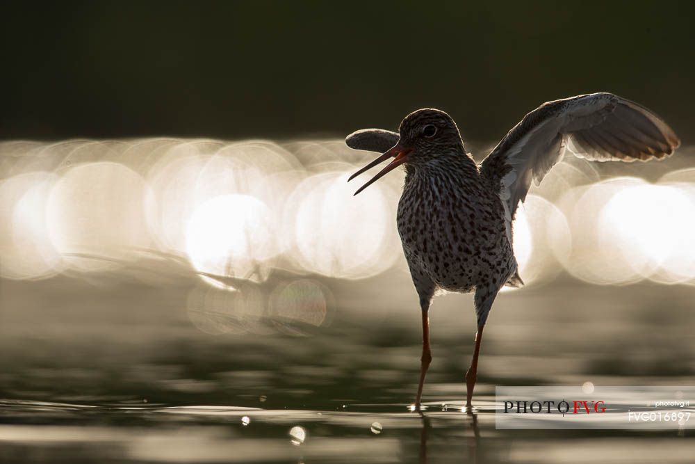 Tringa totanus moving with the out of focus reflections of the sun as backround