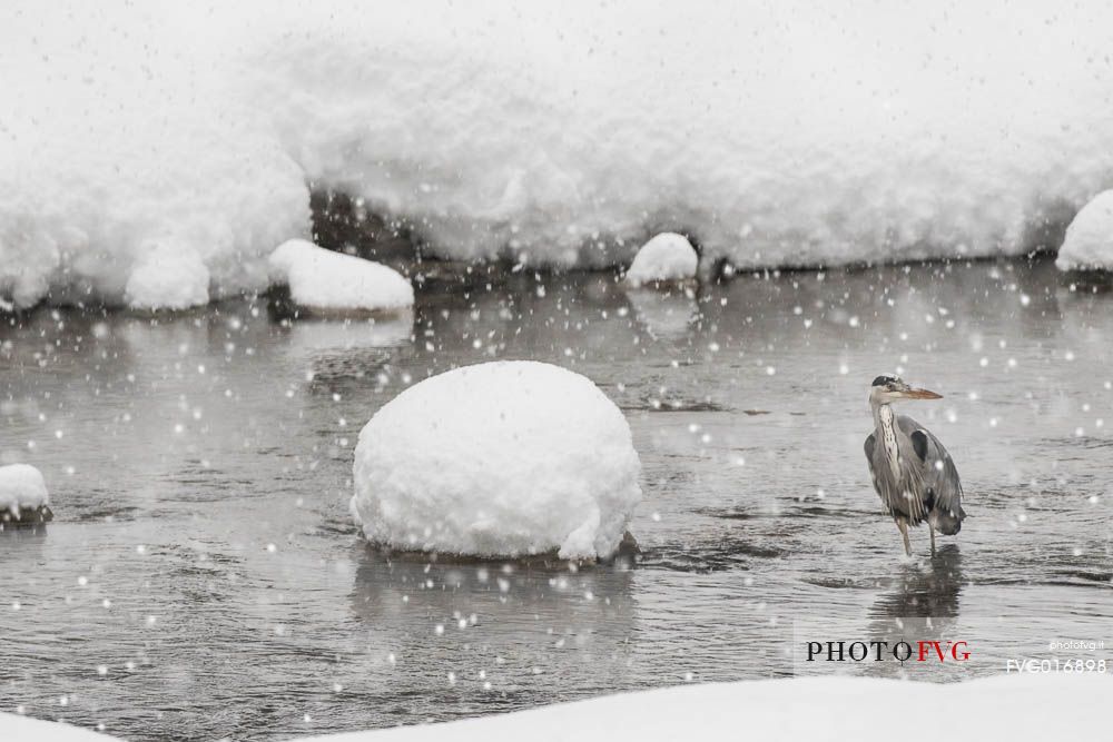 ardea cinerea-a grey heron photographed under the snow along a river in gran paradiso national park