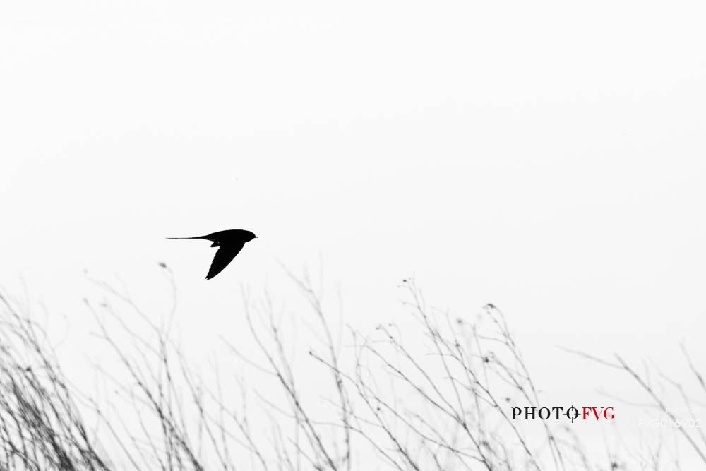 Hirundo rustica - a swallow in flight over the fields