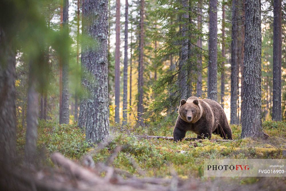 Ursus arctos - the first sighting of a wild brown bear in the boreal forest a moment i'll never forget