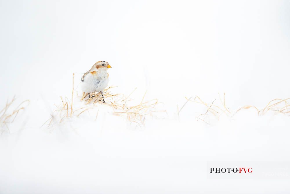 Plectrophenax nivalis - small touches of color on the white canvas