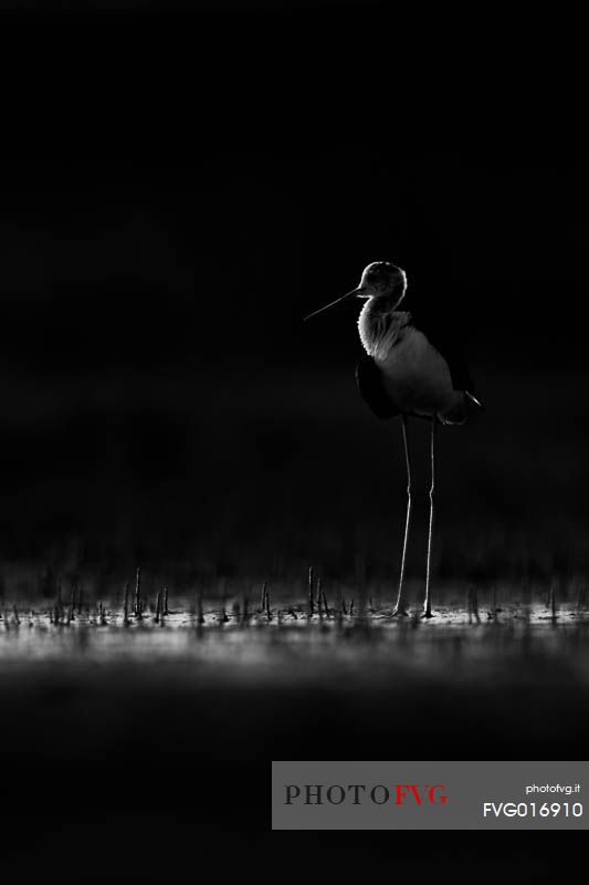 himantopus himantopus - A backlit shape of a cavaliere d'italia, an elegant bird