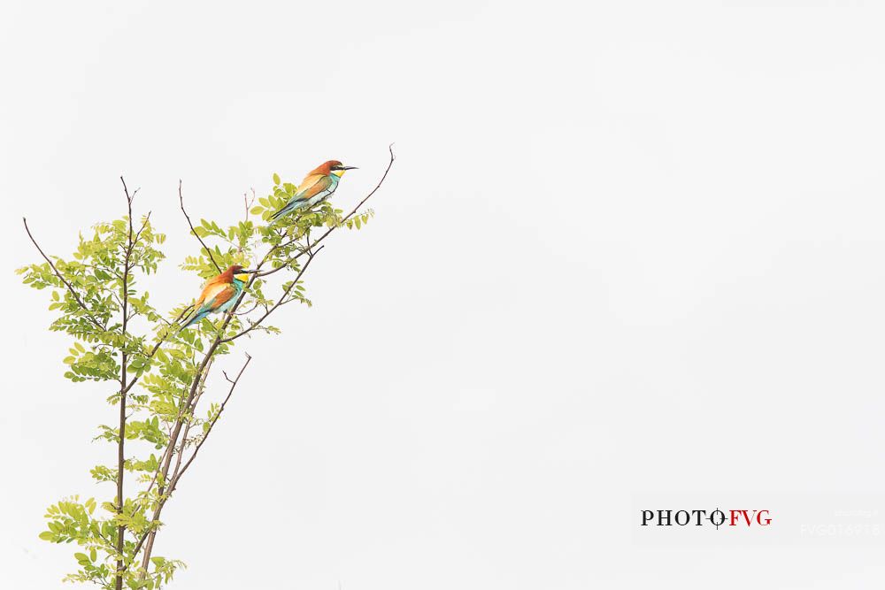 merops apiaster - a simple highkey  composition that reminds me the traditional japanese ink paintings