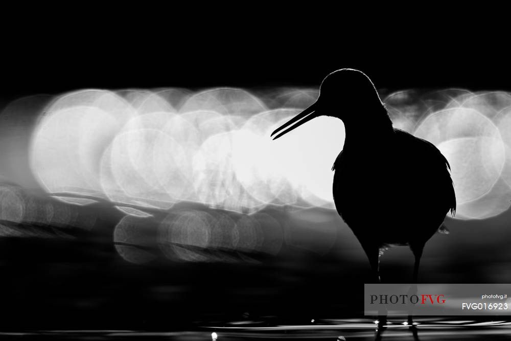 Tringa totanus - a backlit monochrome shape with out of focus reflections as background