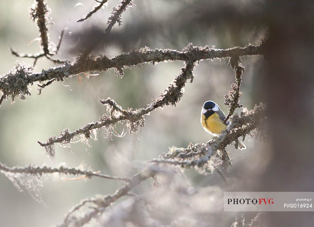 Cyanistes caeruleus backlit